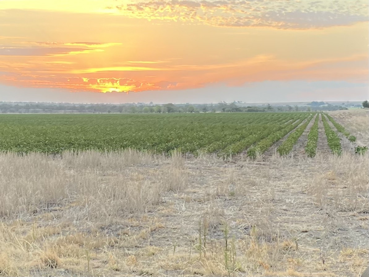 Cotton Field at Sunrise