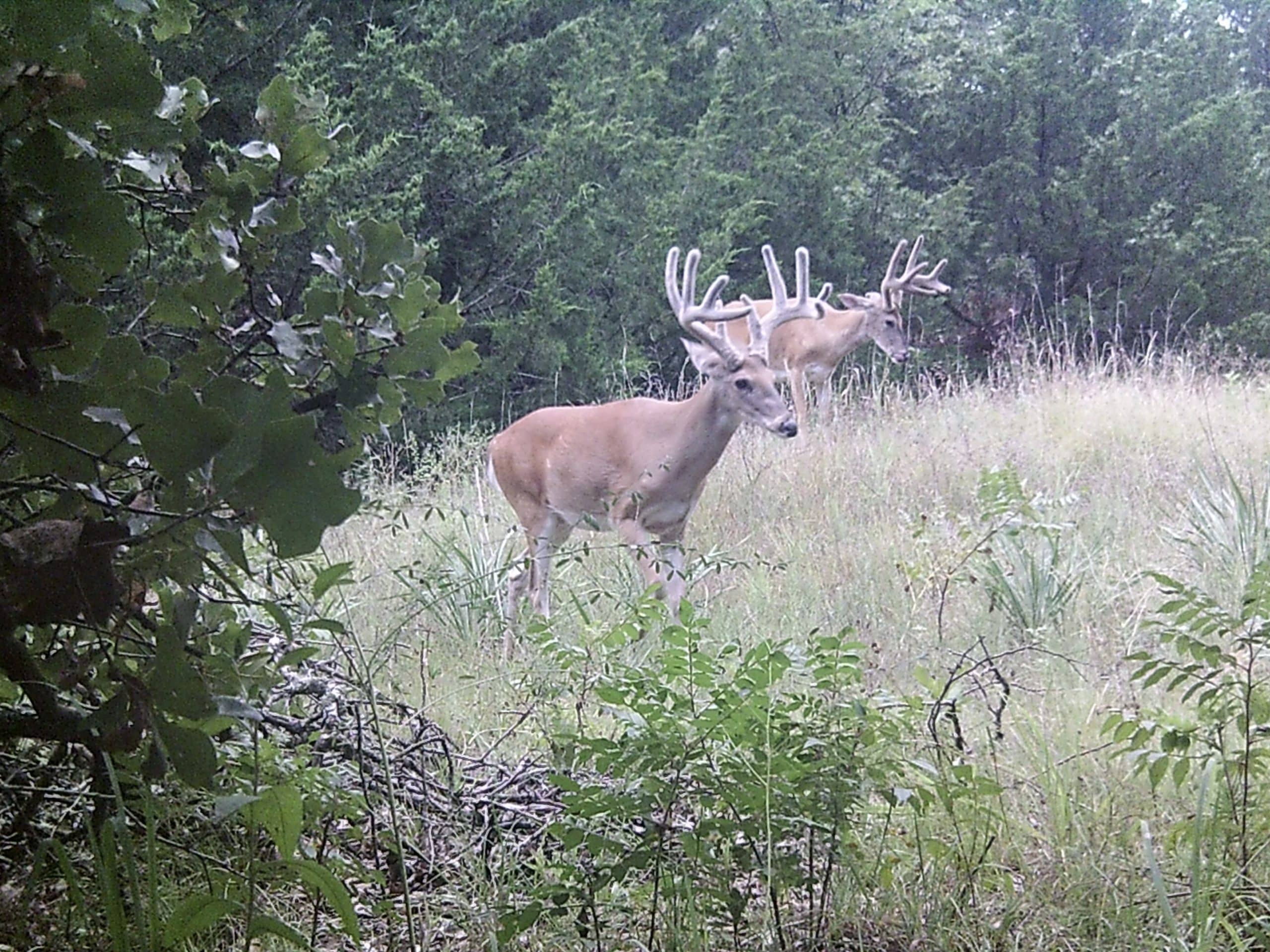 Whitetail Deer in Velvet